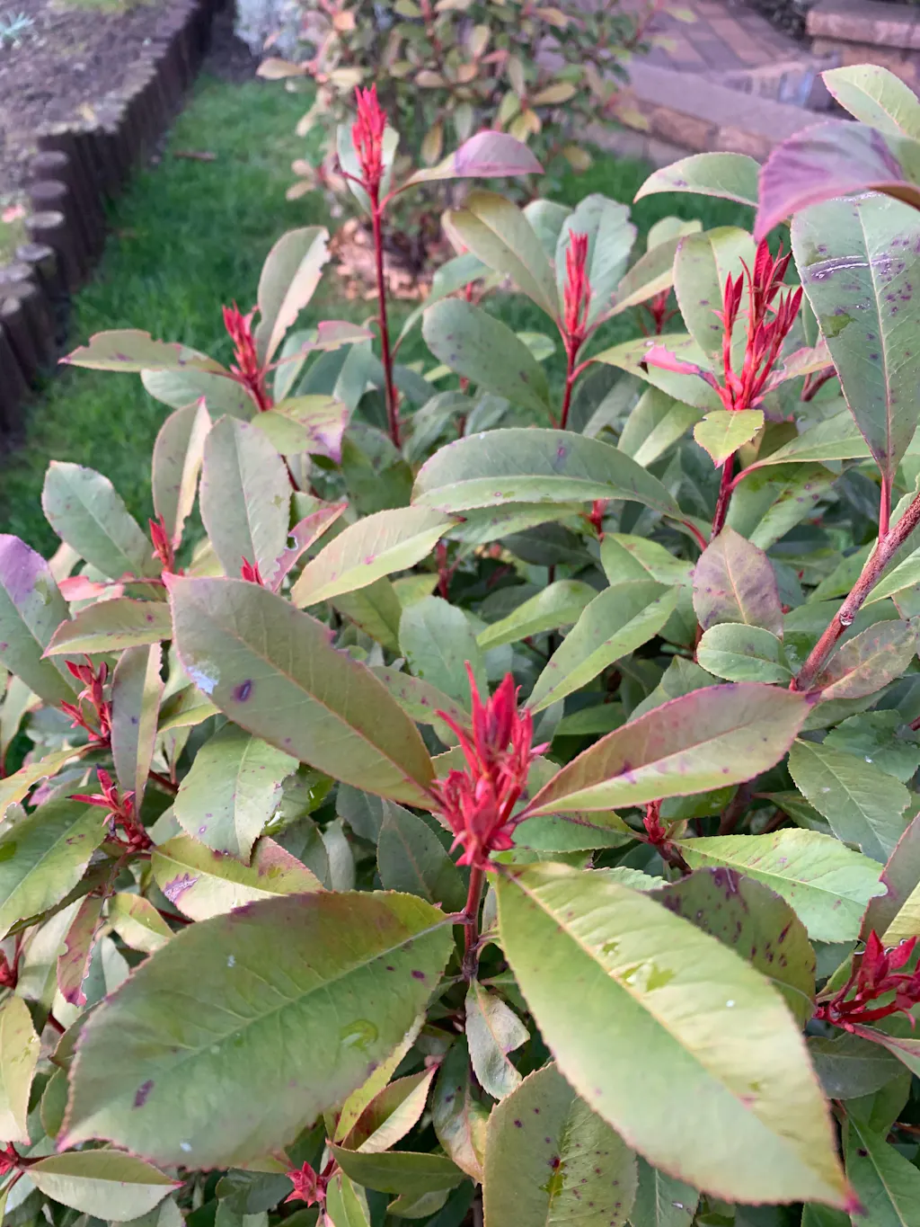 Glanzmispel-Dünger 1 kg