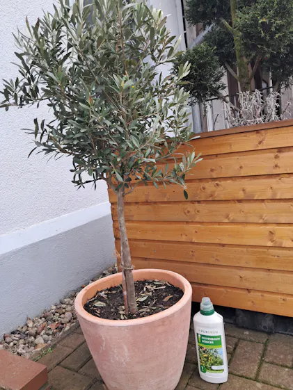 Purgrn Olivenbaum-Dnger 1 Liter