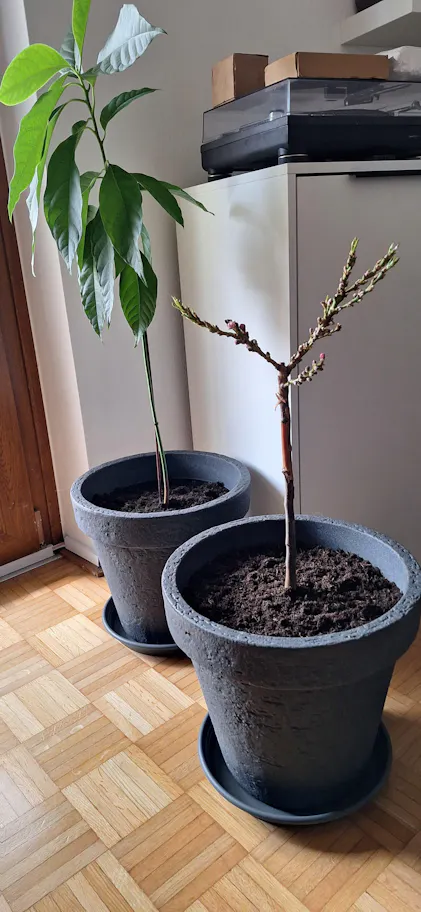 Purgrn Bio-Avocadodnger 1 Liter