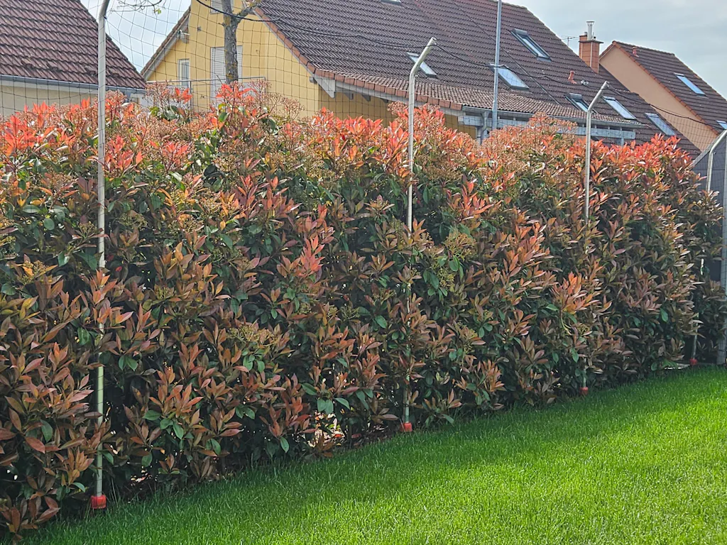 Glanzmispel-Dünger 1 kg