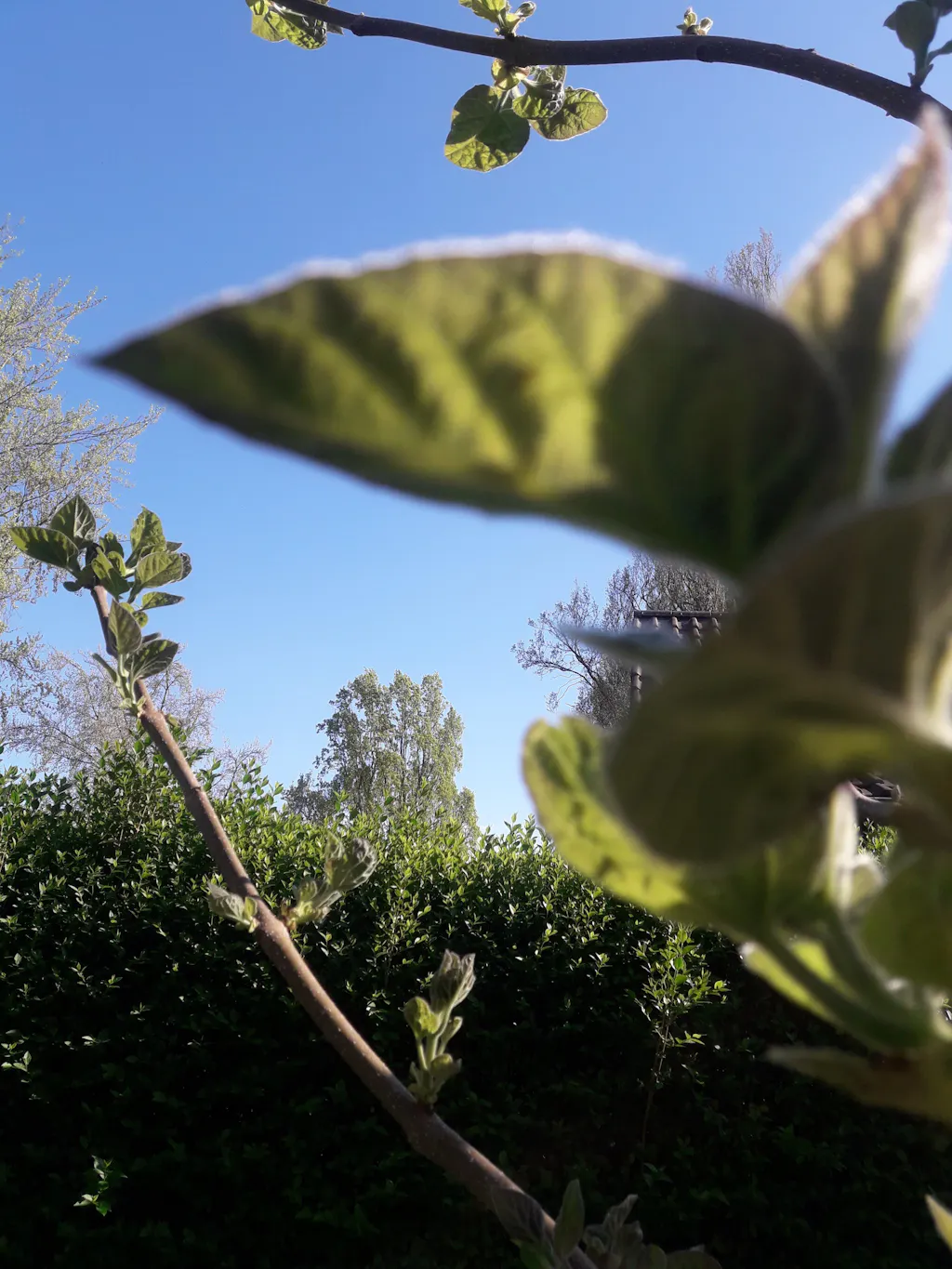 Blauglockenbaum-Dünger 1 kg