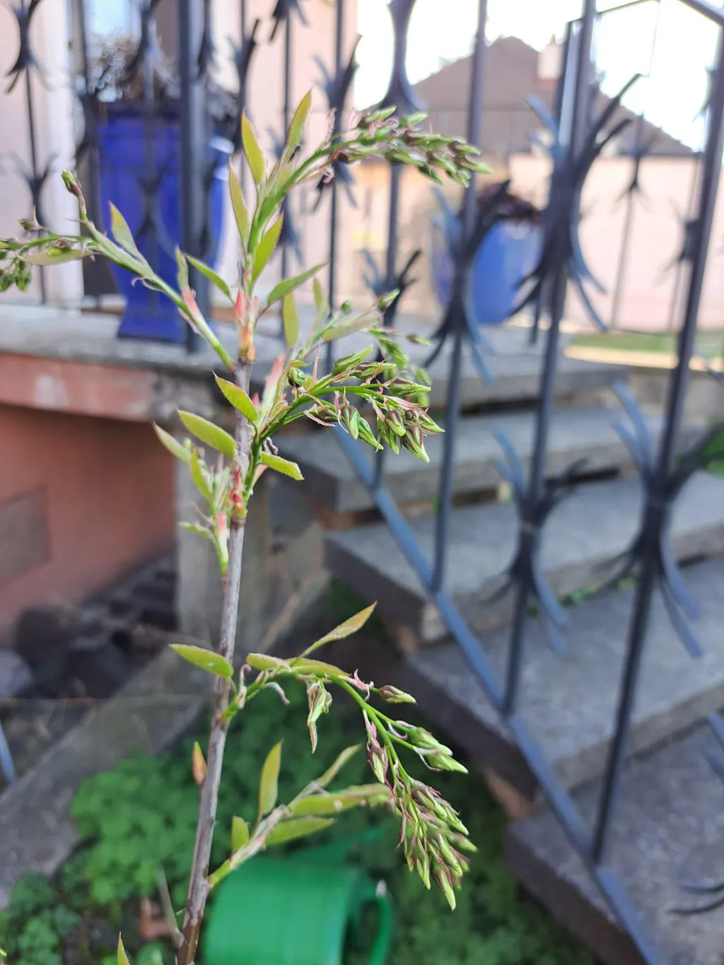 Trompetenbaum-Dünger 1 kg