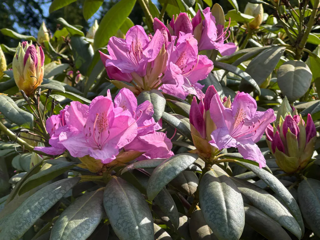 Rhododendrondünger 1 Liter