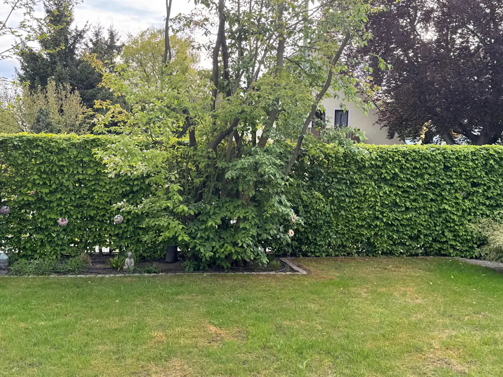 Hainbuchenhecke-Dünger 1 kg
