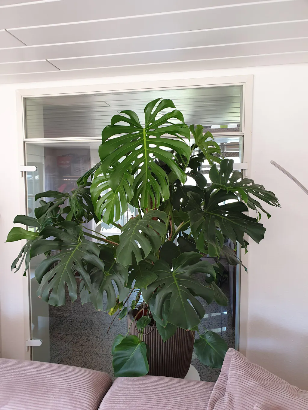 Monstera-Dünger 1 Liter