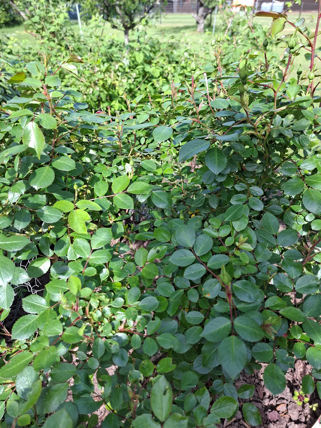 Rosendünger 1 kg