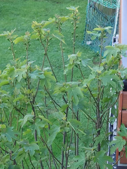 Purgrn Bio-Feigendnger 1 Liter