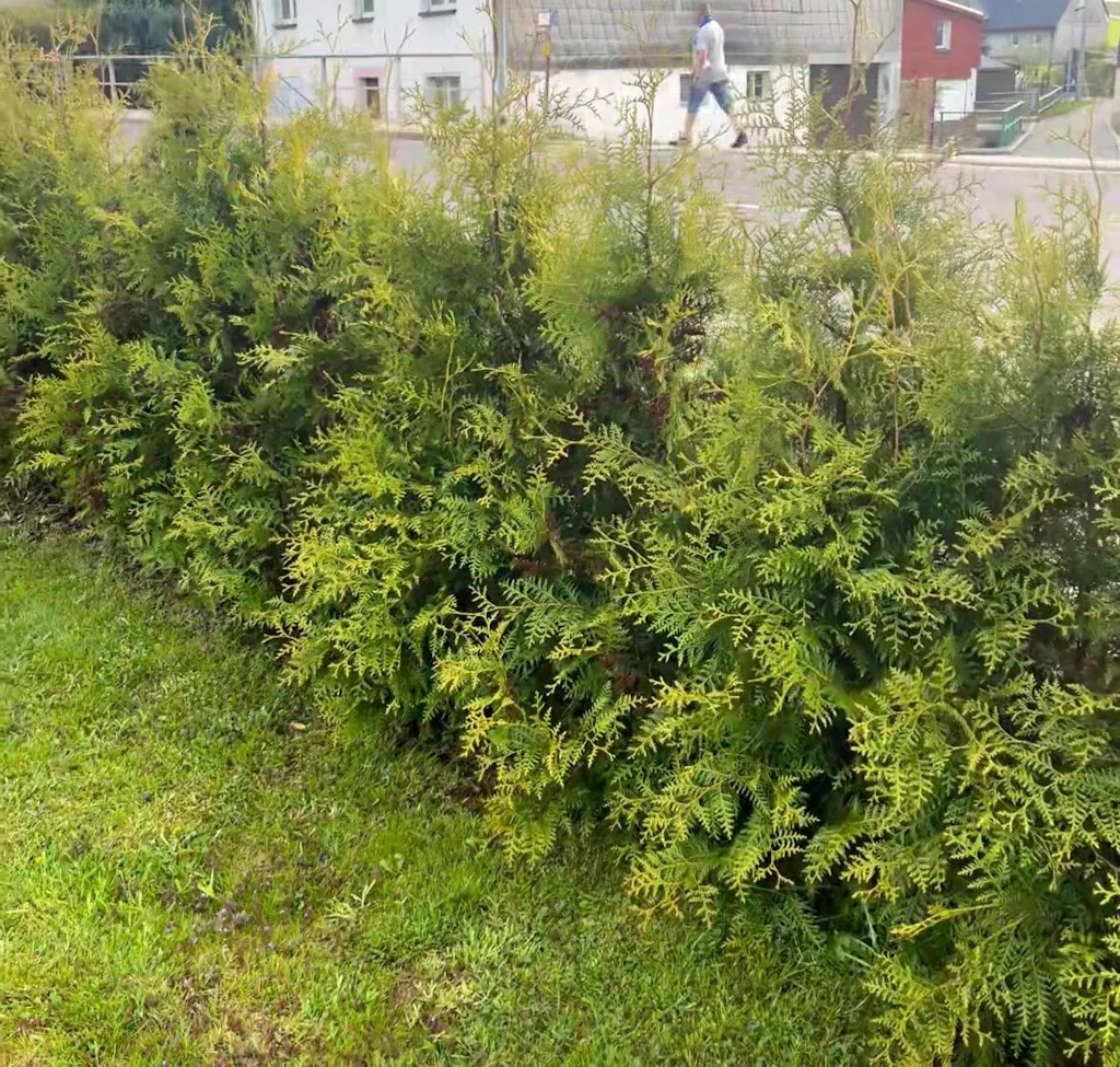 Thuja-Brabant-Dünger 1 kg
