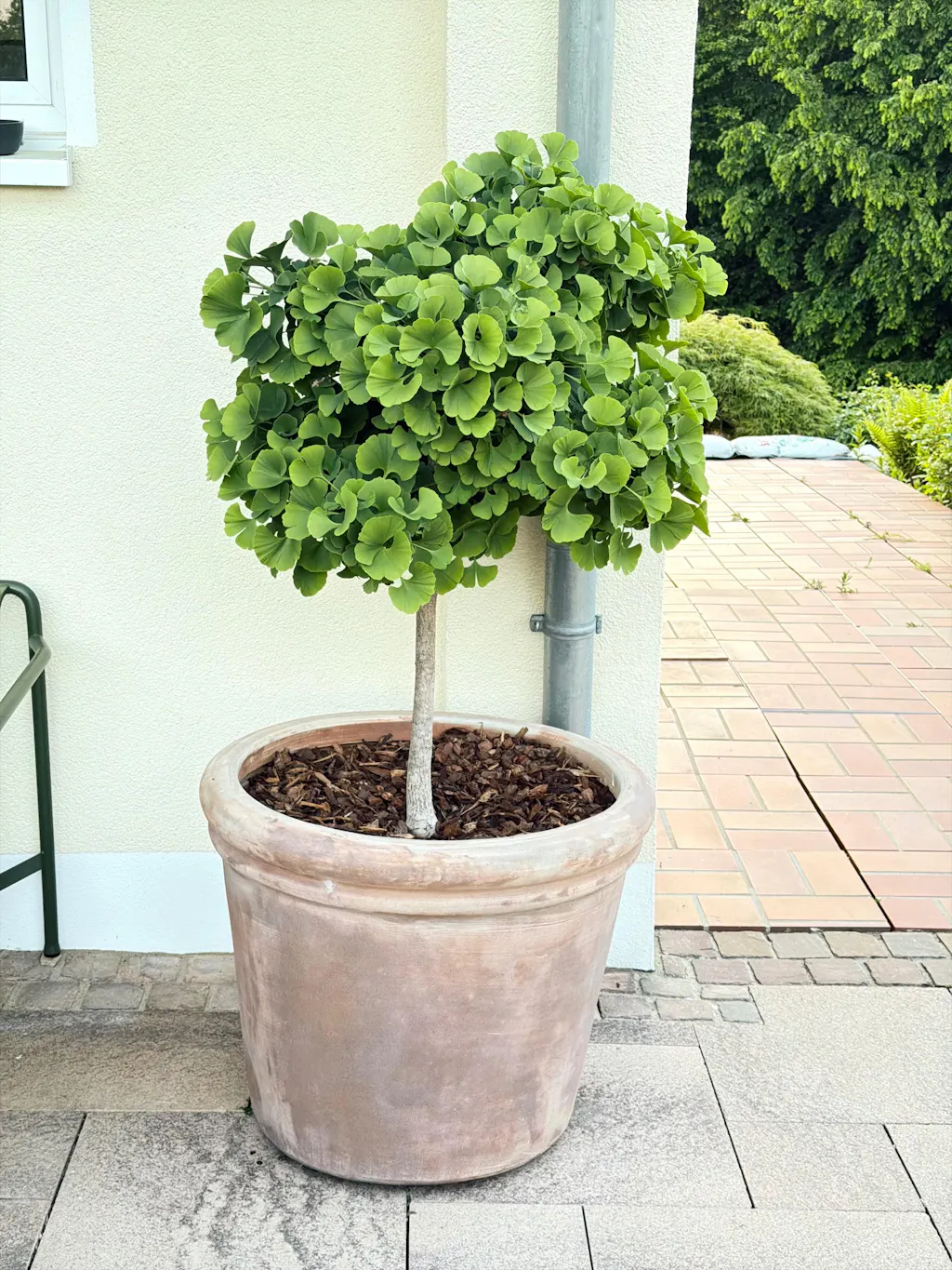 Bio-Ginkgo-Dünger 1 kg