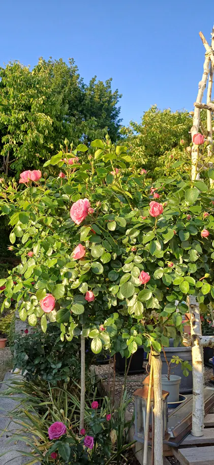 Rosendnger 1 Liter  Purgrn