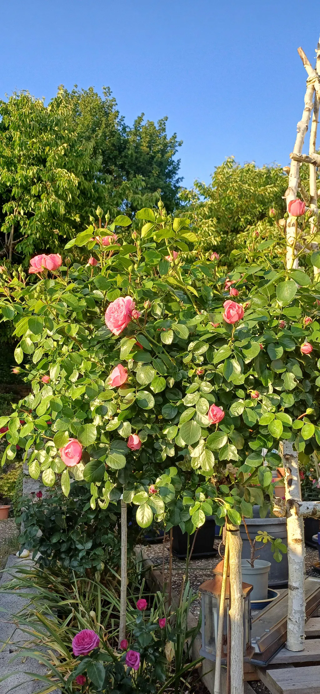 Rosendünger 1 Liter