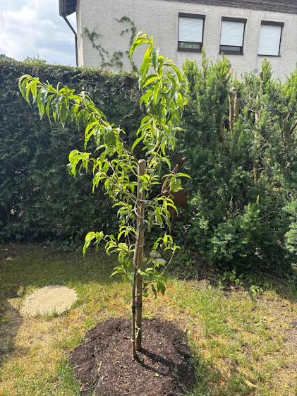 Purgrn Bio-Pfirsichbaum-Dnger 1 kg