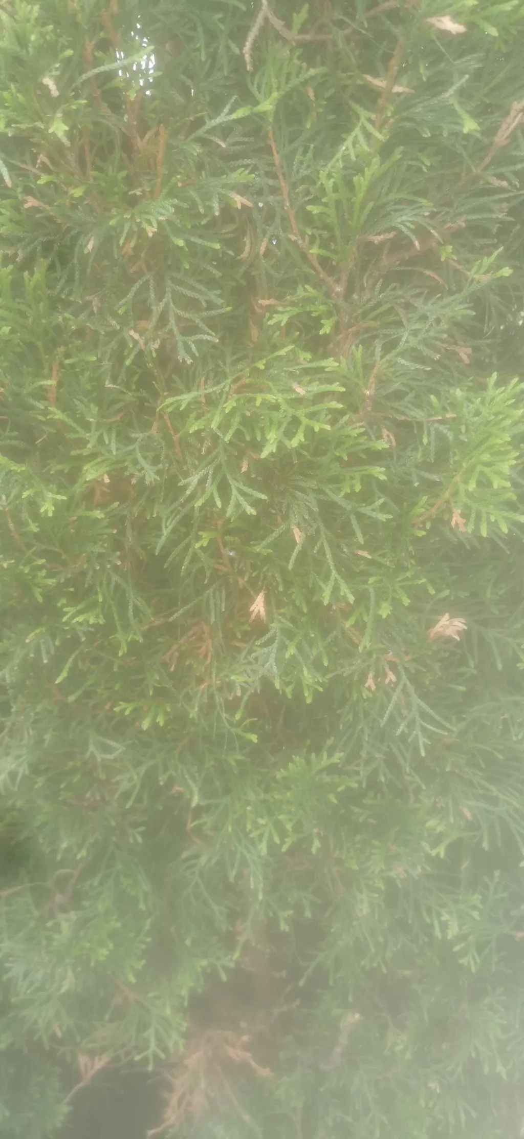 Thuja-Smaragd-Dünger 1 kg
