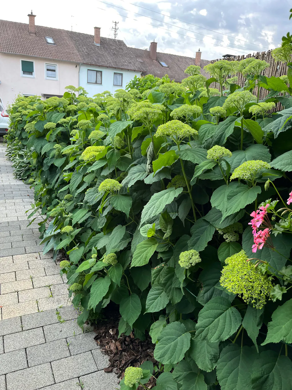 Hortensie-Annabell-Dünger 1 Liter