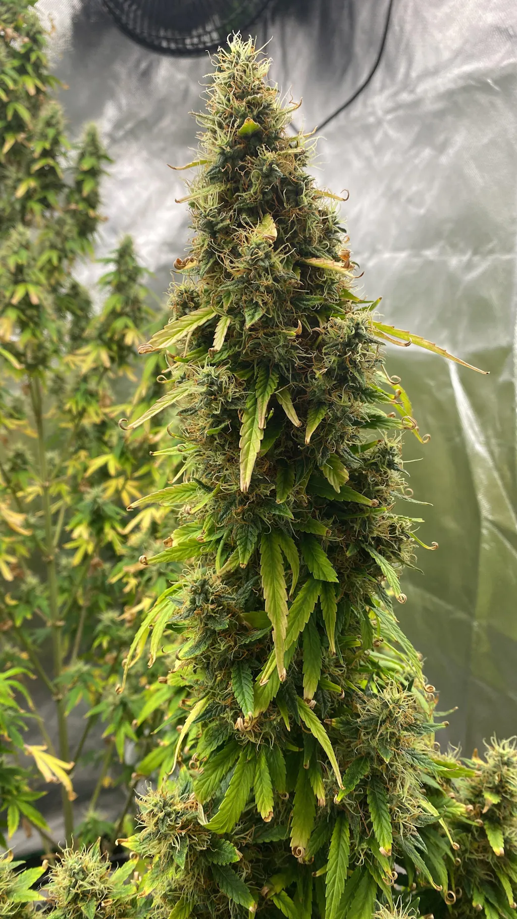 Cannabis-Dünger-Set 2 x 1 Liter