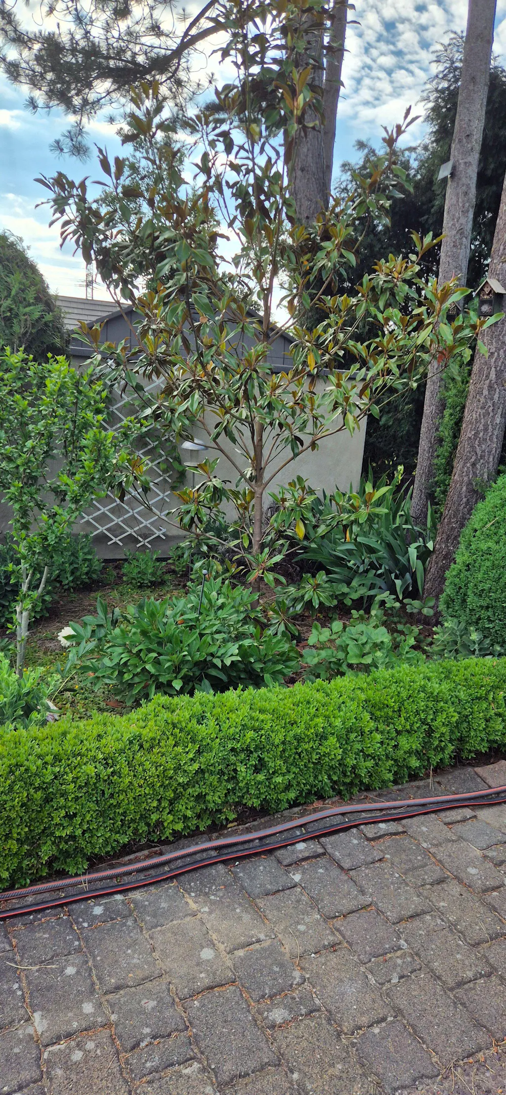 Magnoliendünger 1 Liter