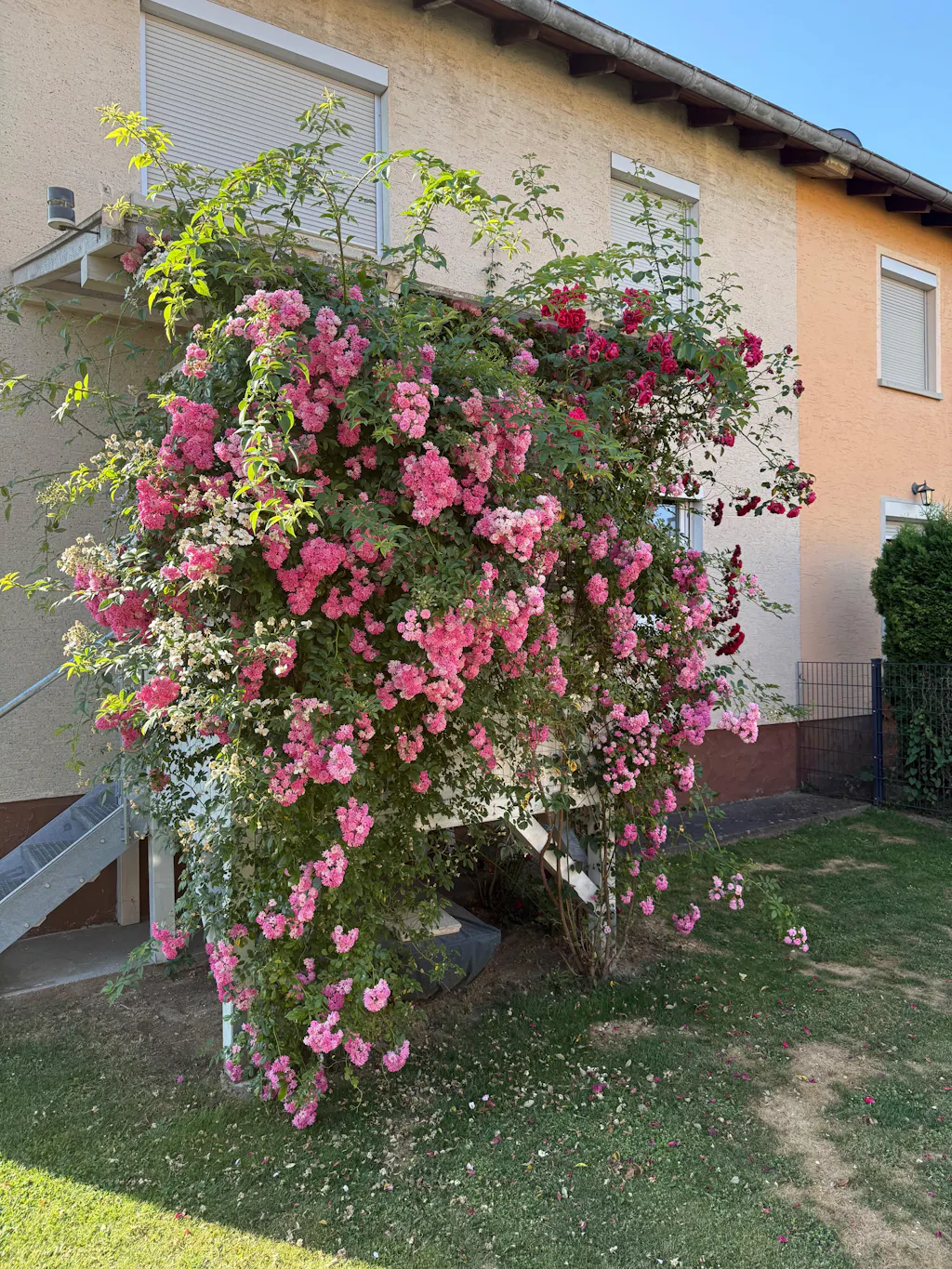Rosendünger 1 Liter