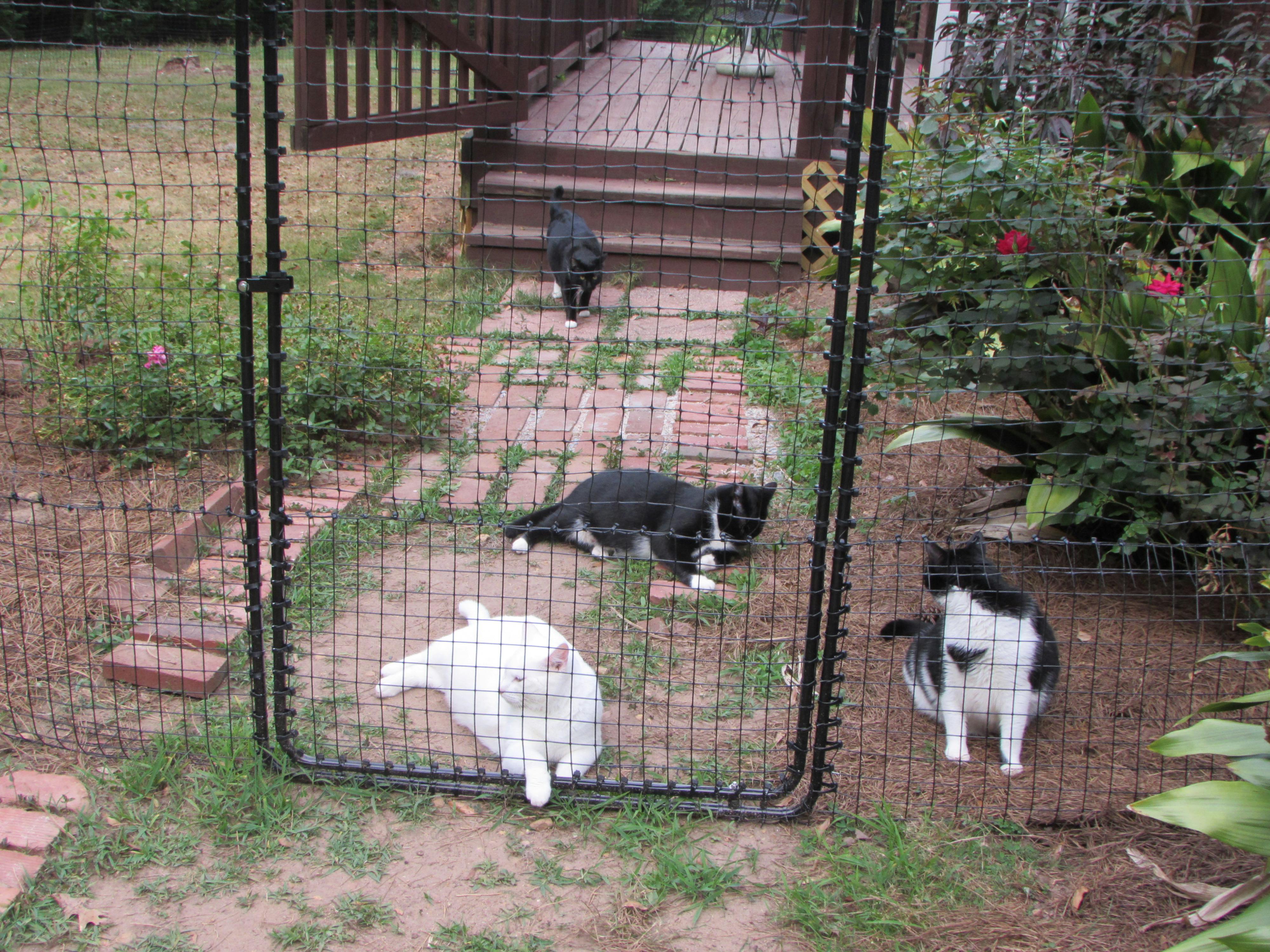 outdoor cat gate