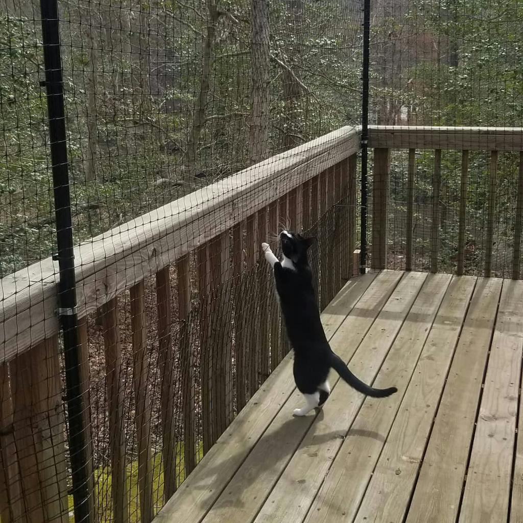 Cat Proof Gate Shop Cat Safe Fence Gates at Purrfect Fence