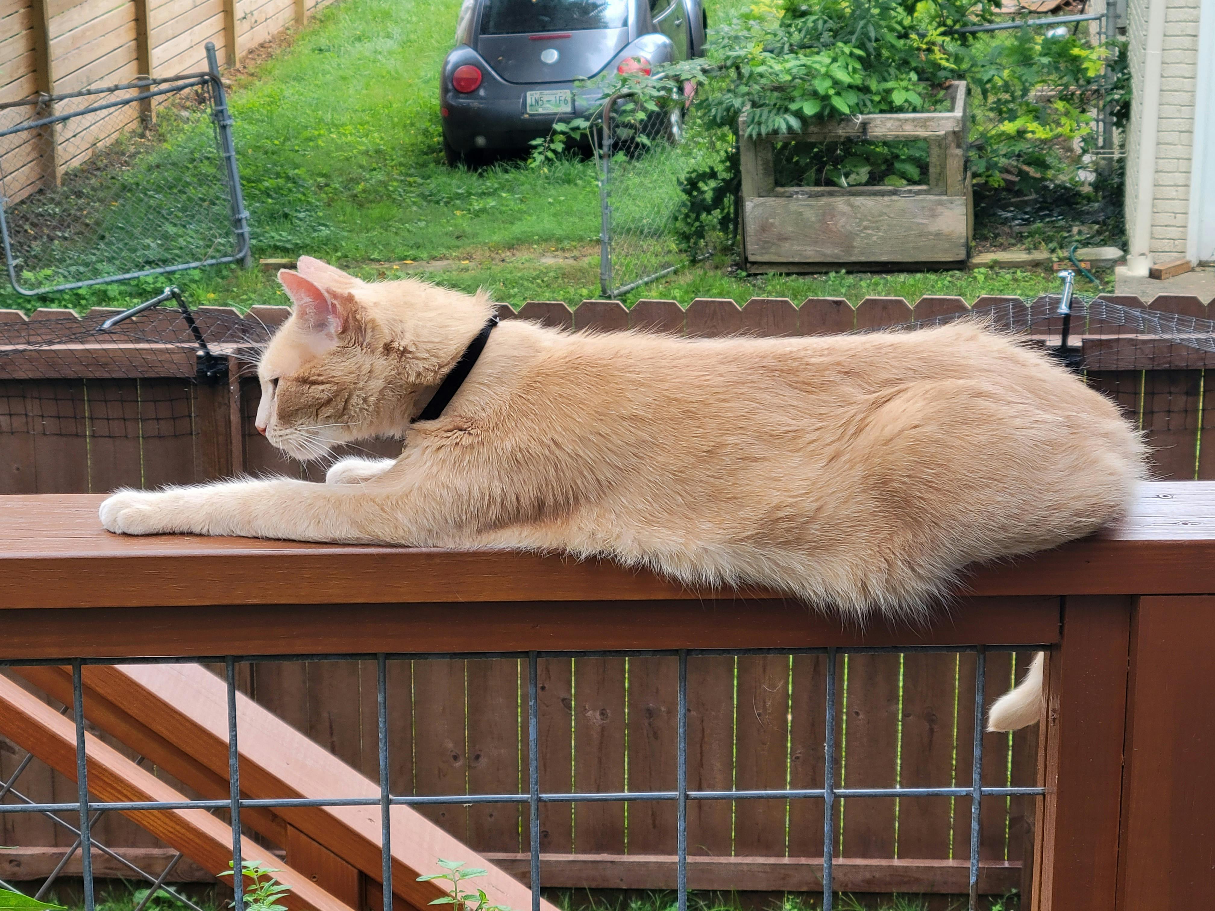 Existing Fence Conversion System Kit For Cats - Purrfect Fence