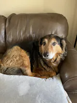 Customer photo of their dog with PuzzlePup Allergy Soft Chews