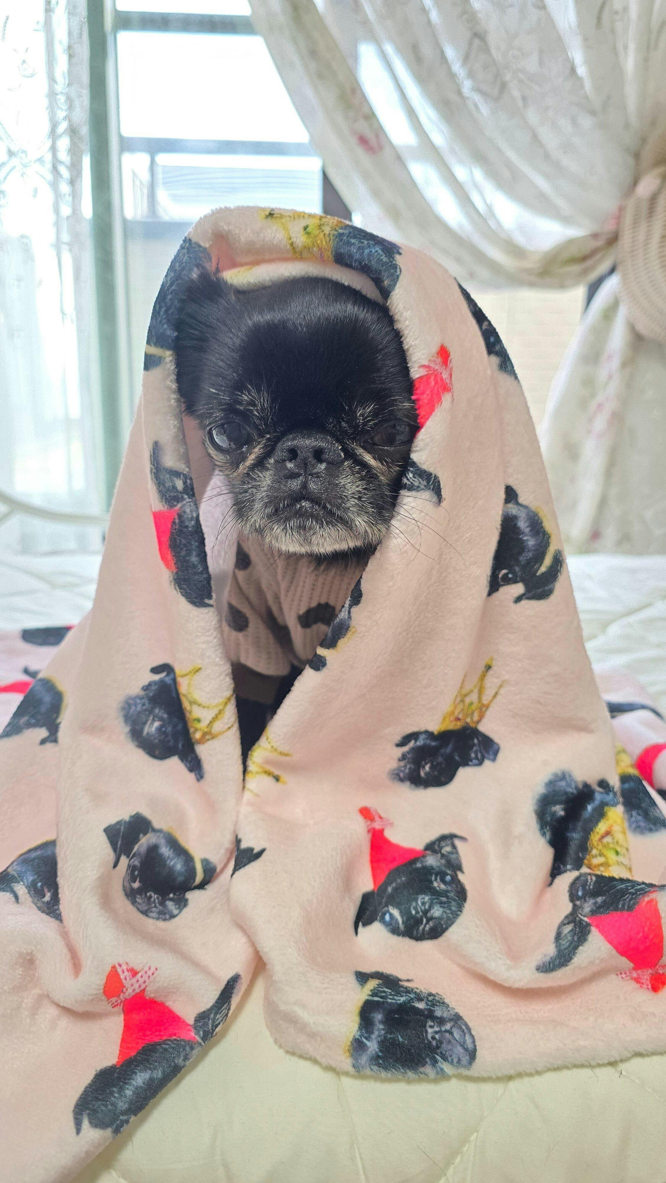 「愛のぬくもり安眠ブランケット」:子犬がブランケットにくるまって安心して寝ているイメージ
