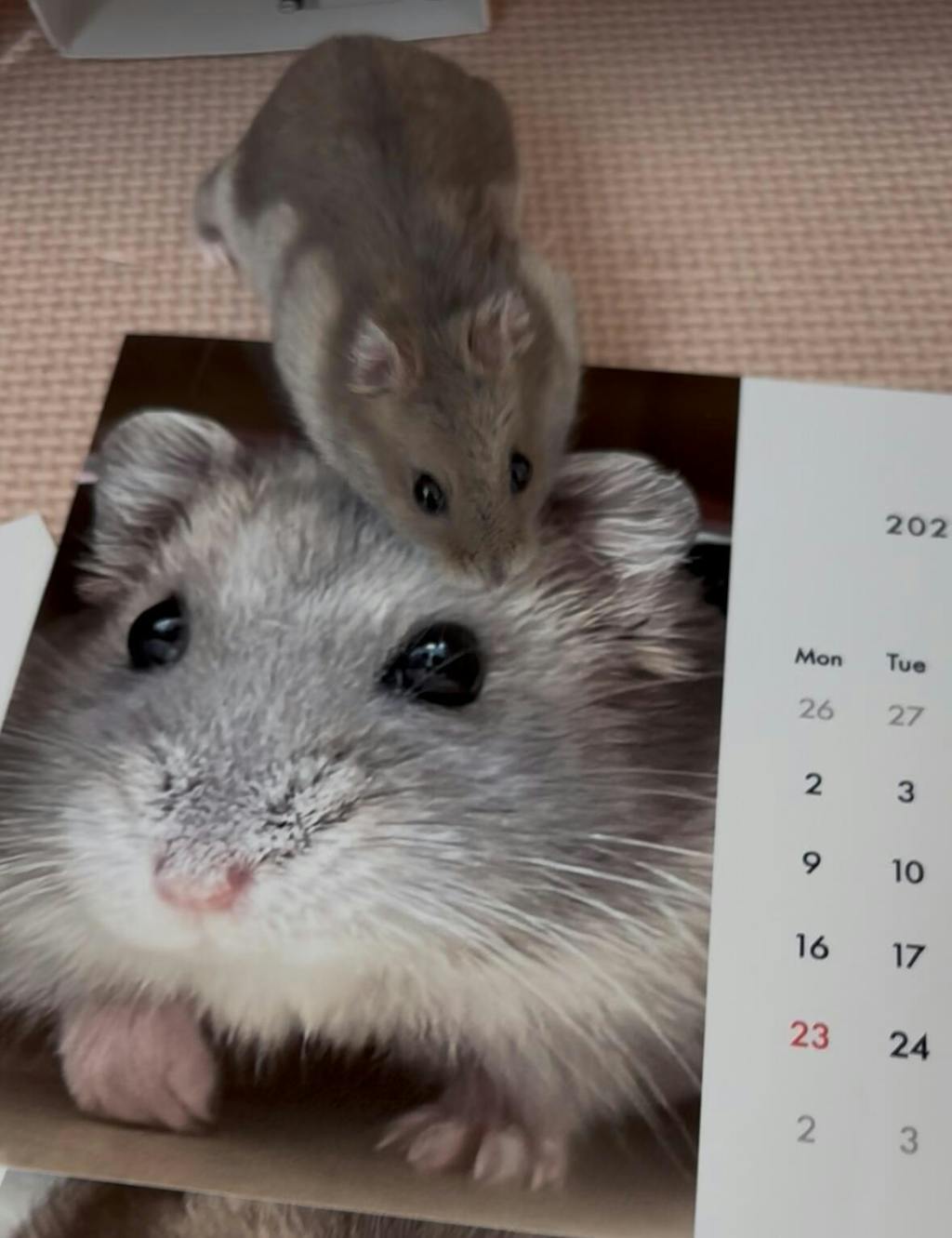 卓上フォトカレンダー