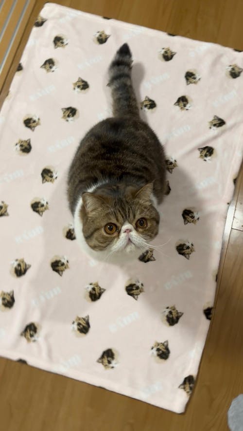 似顔絵ブランケット