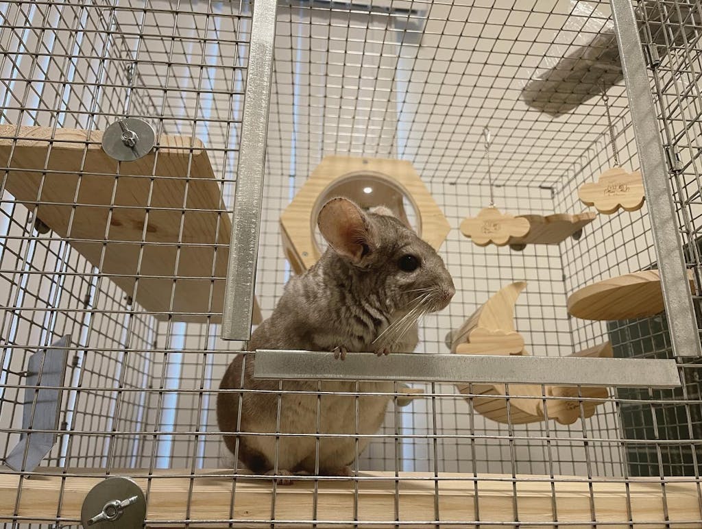 Chinchilla Cage Mansion, Made in USA, Available in colors!