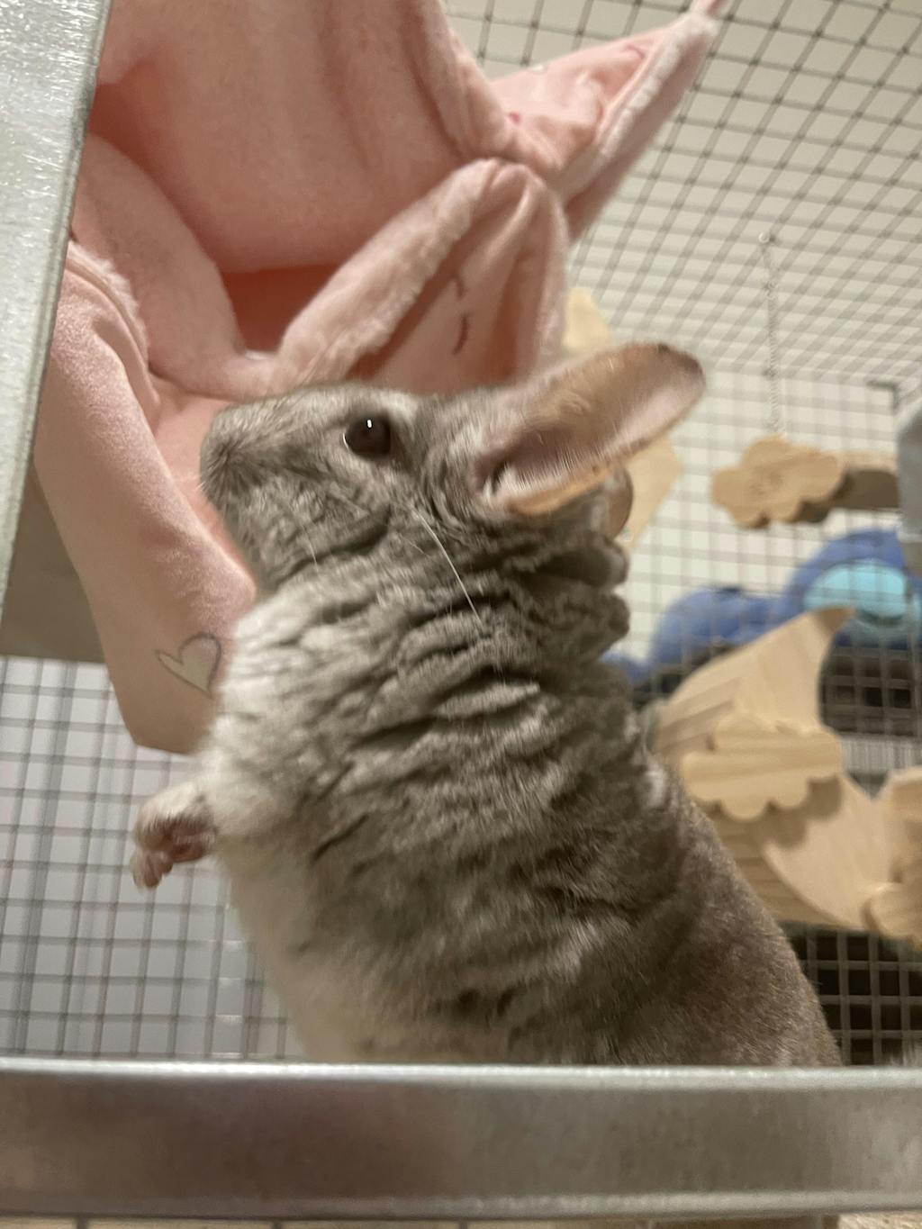 Chinchilla Cage Mansion, Made in USA, Available in colors!