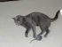 Wool Mouse Toy For Cats
