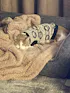 Cosy Feline Jumper - The Mighty Lion