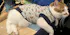 Cat Jumper - Navy Rainbow