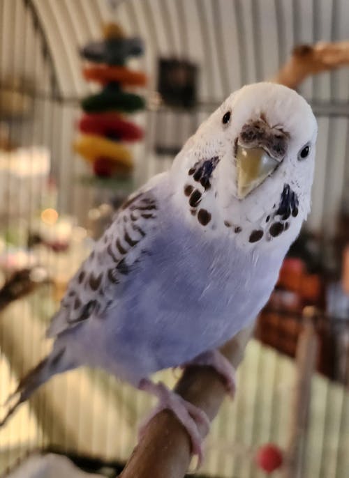 Forage Gourmet Budgie Blend