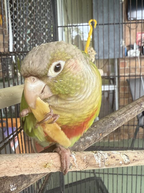 Forage Gourmet Small Parrot Blend