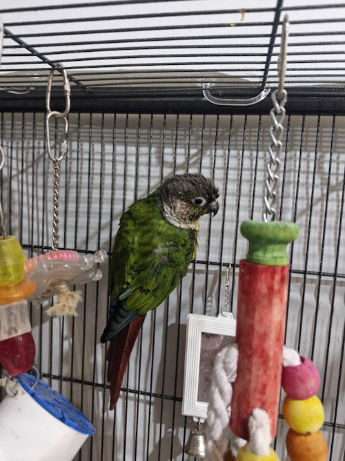 Hanging Calcium Nibble