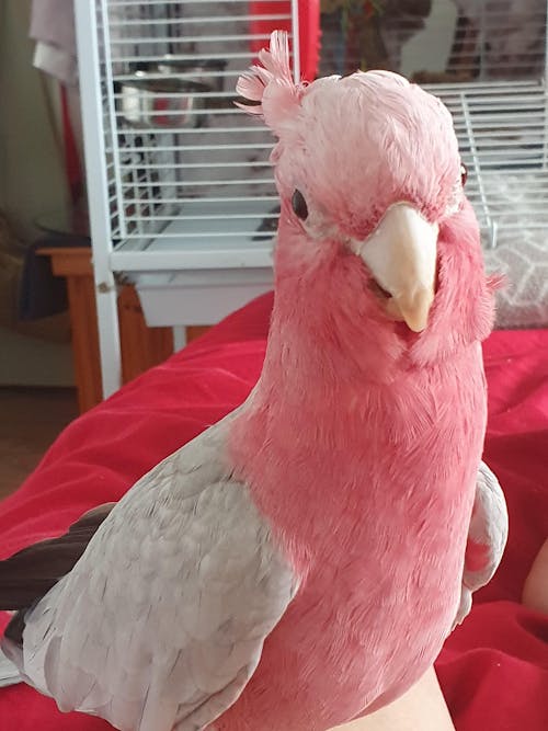 Christmas Jolly Ball Stuffers 3pk