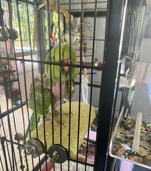 Calcium Platform Perch