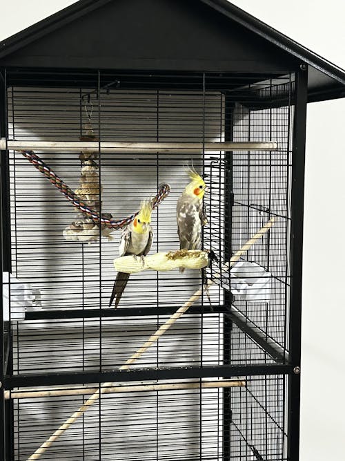 Pumice and Loofa Dangle