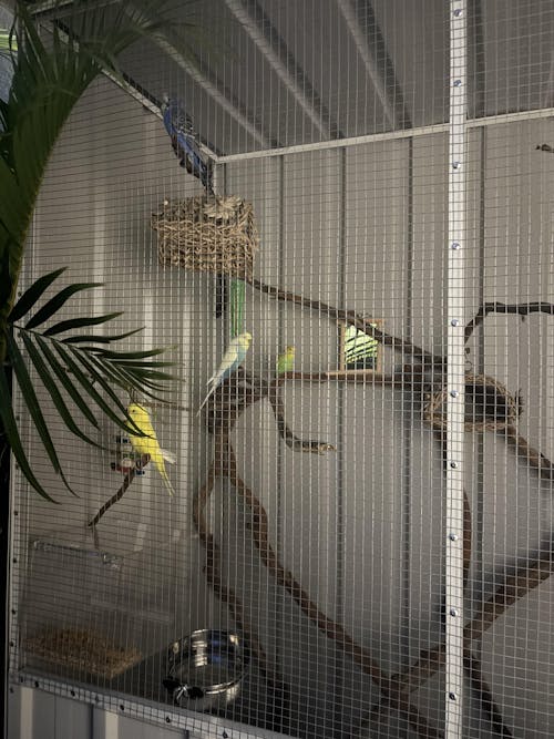 Bird Naturals Seagrass Play Hut