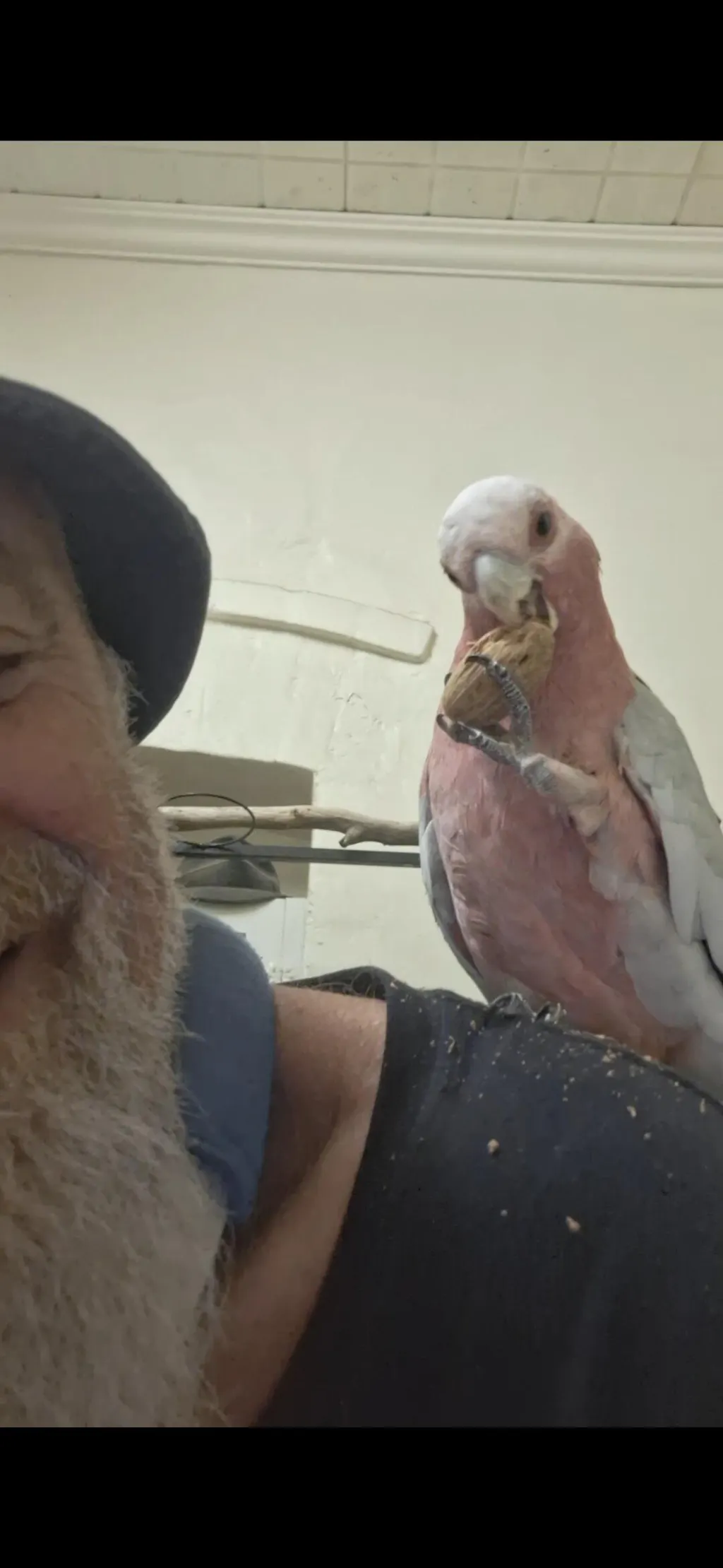 Beak Joy Peck and Play Forage Box