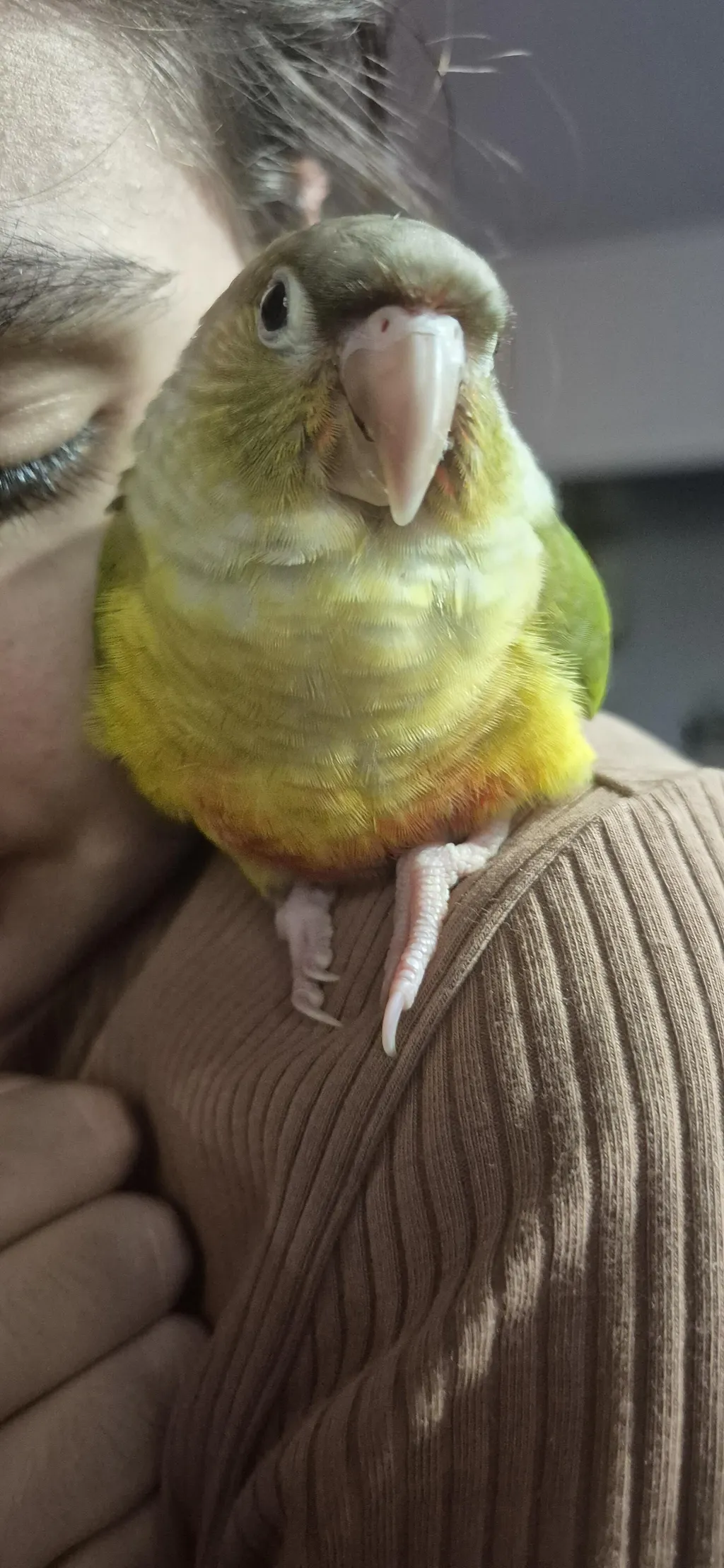 Feather Chef Conure Blend