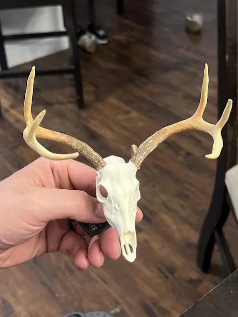 Mini Mimics | Painted Euro Mount (White Tail, Elk, and Mule Deer Only) - EXTRA LARGE