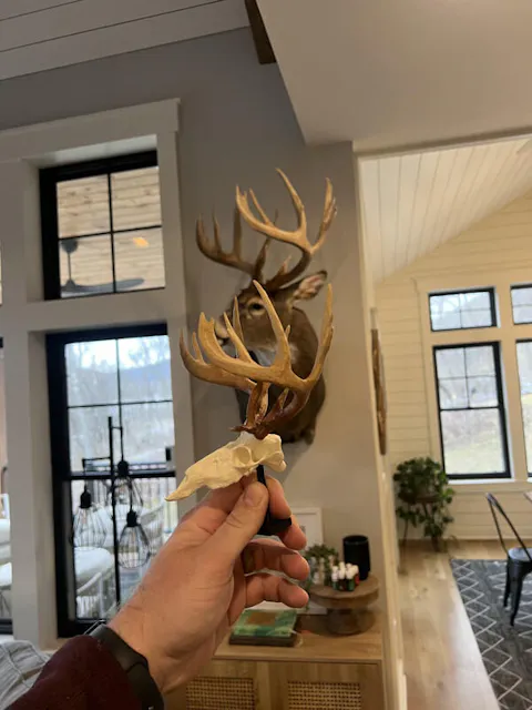 Custom Mini Painted Euro Mount / Skull (ANY SPECIES)