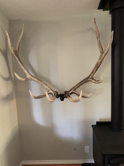 RACK HUB® Premium Antler Displays - Bring Nature Home