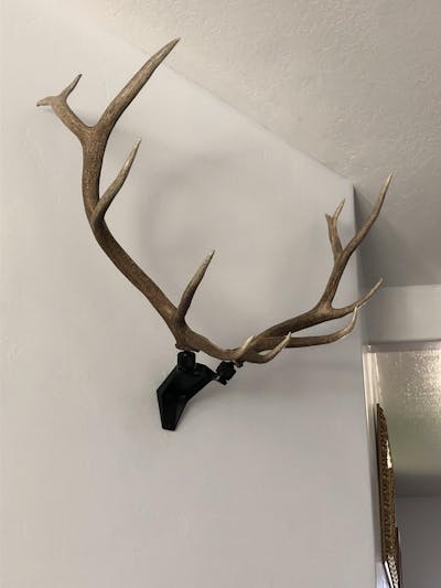 RACK HUB® Premium Antler Displays - Bring Nature Home