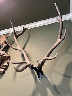 RACK HUB® Premium Antler Displays - Bring Nature Home