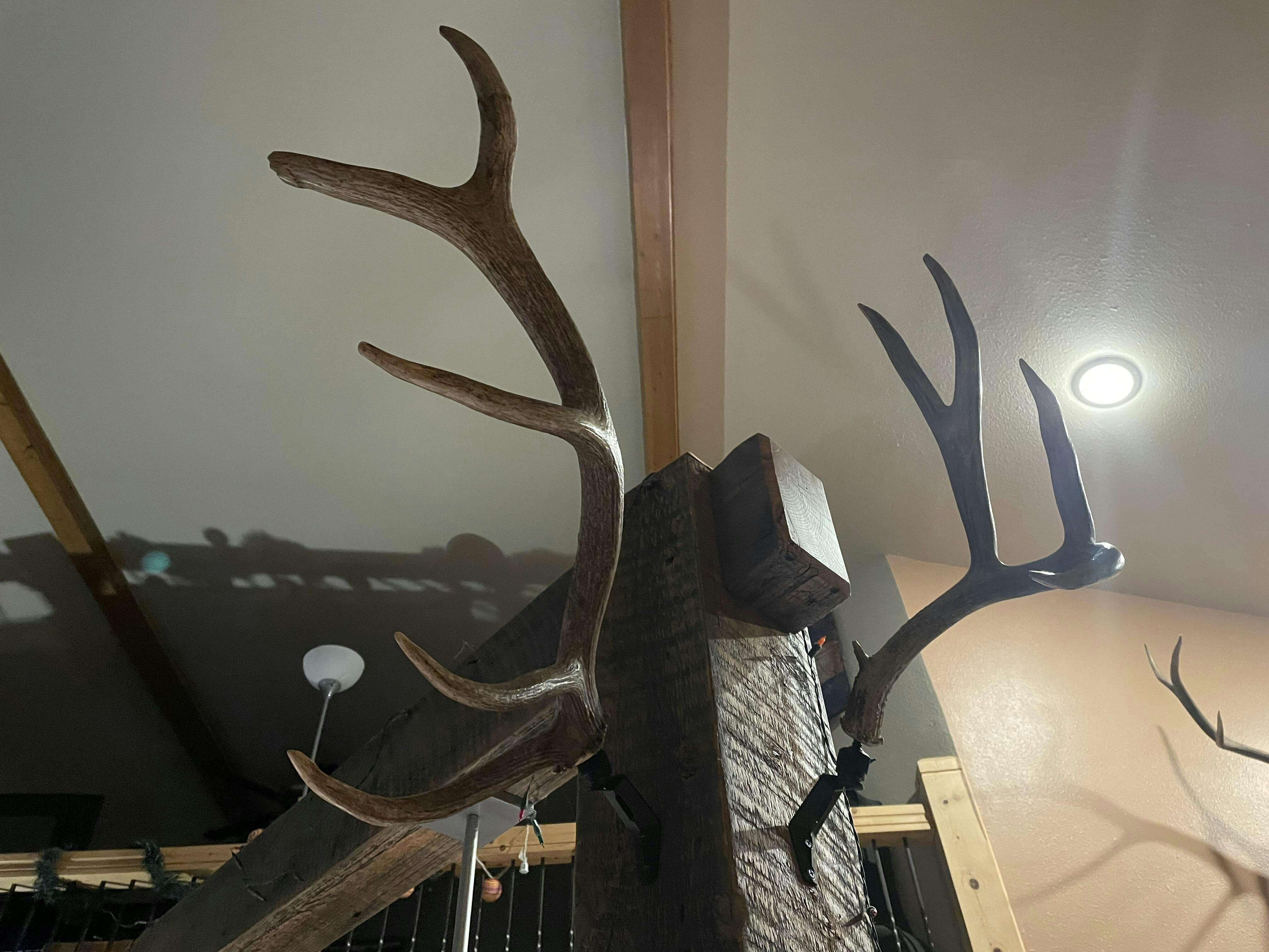 RACK HUB® Premium Antler Displays - Bring Nature Home