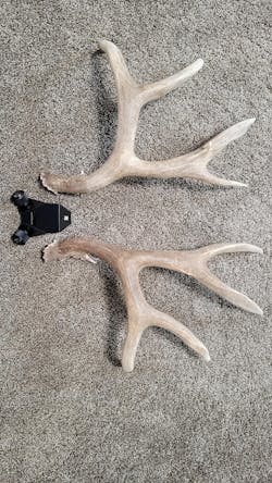 RACK HUB® Premium Antler Displays - Bring Nature Home