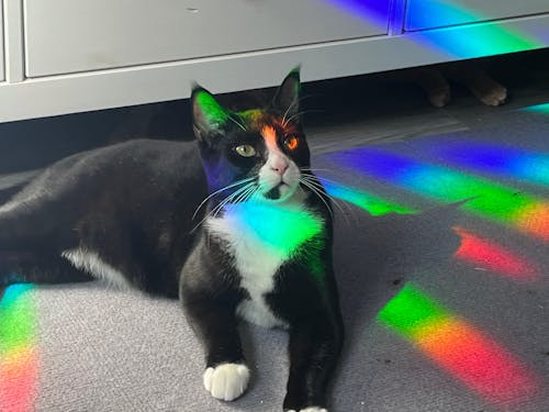 Zodiac Wheel Sun Catcher Sticker